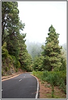 Bosque Tropical