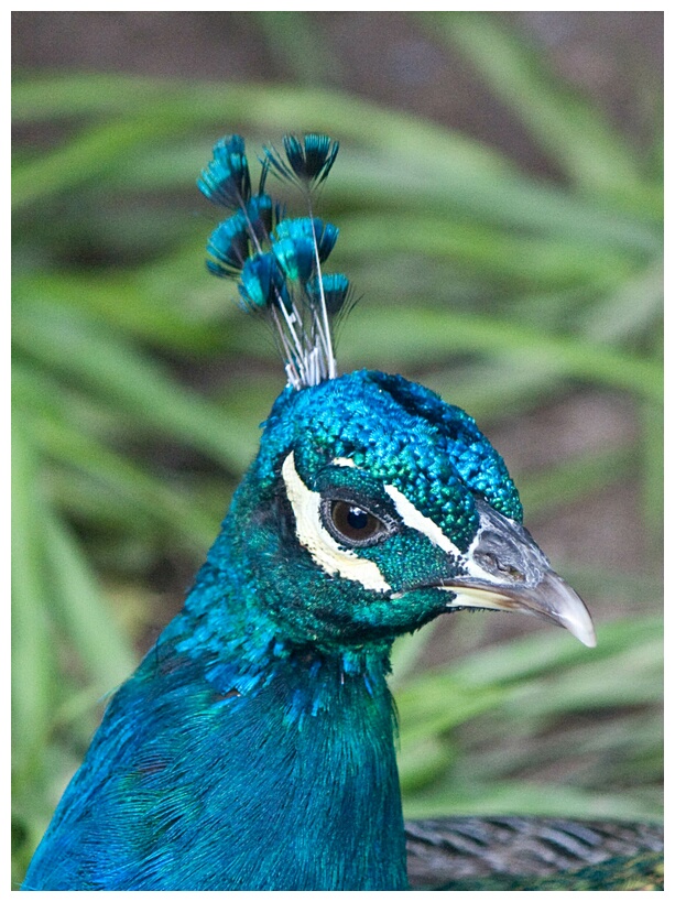 Pavo Real