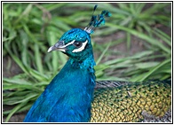 Pavo Real