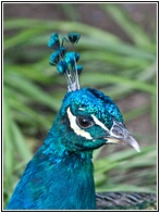 Pavo Real
