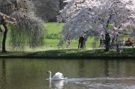 El cisne de Saint James