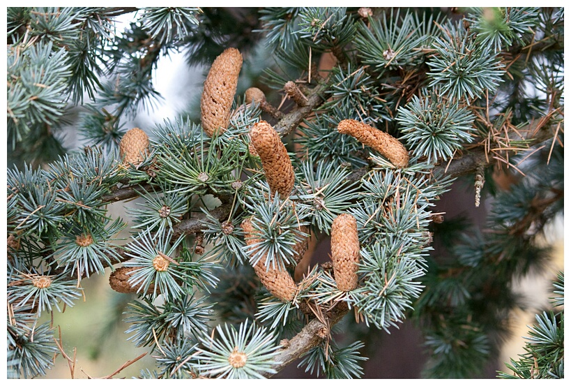Atlas Cedar