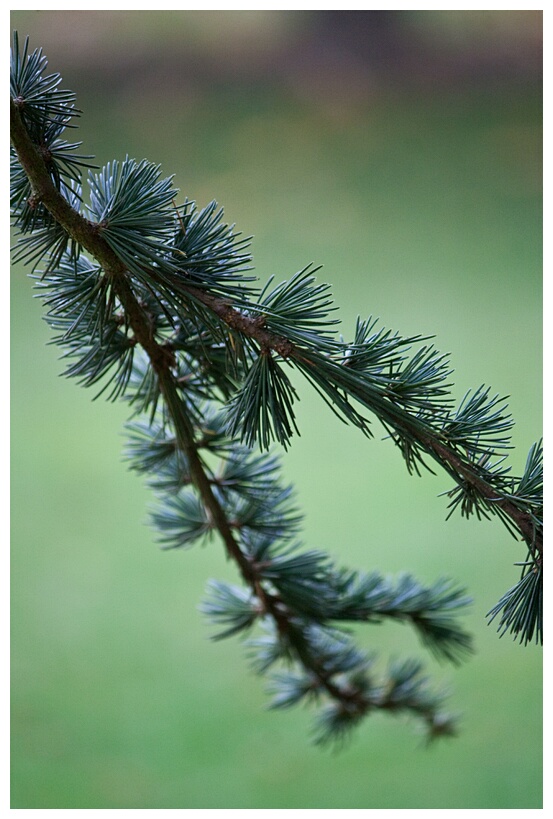 Cedar Tree