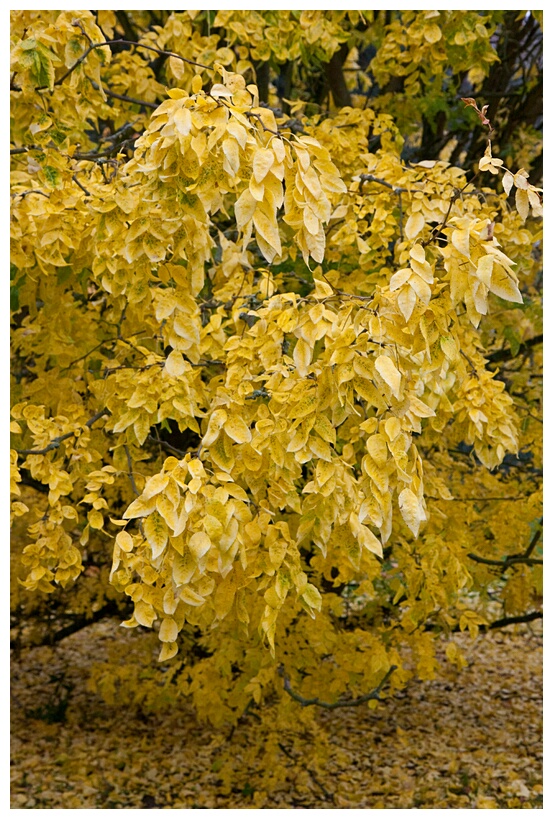 Locust Tree