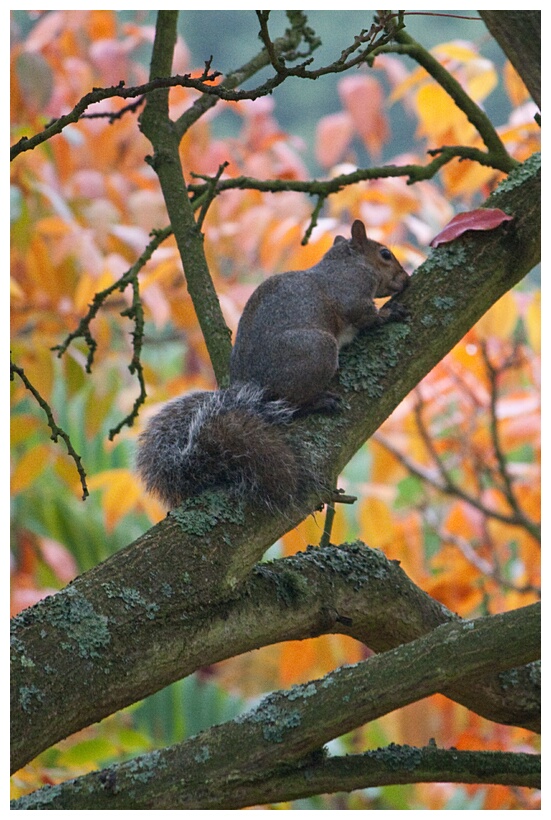 Squirrel