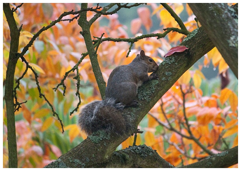 Squirrel