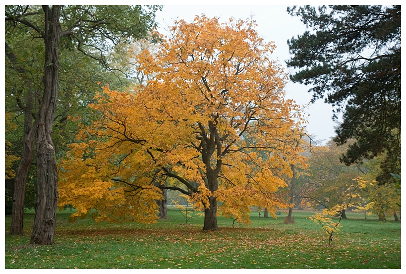 English Oak