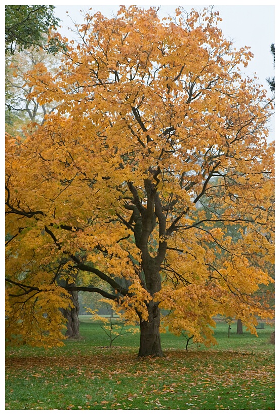 Yellow Wood