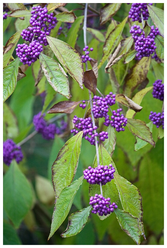 Beautiful Berries