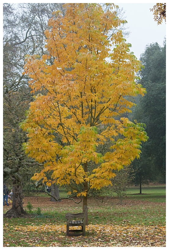 Yellow Tree