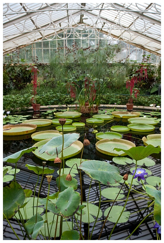 Waterlily House