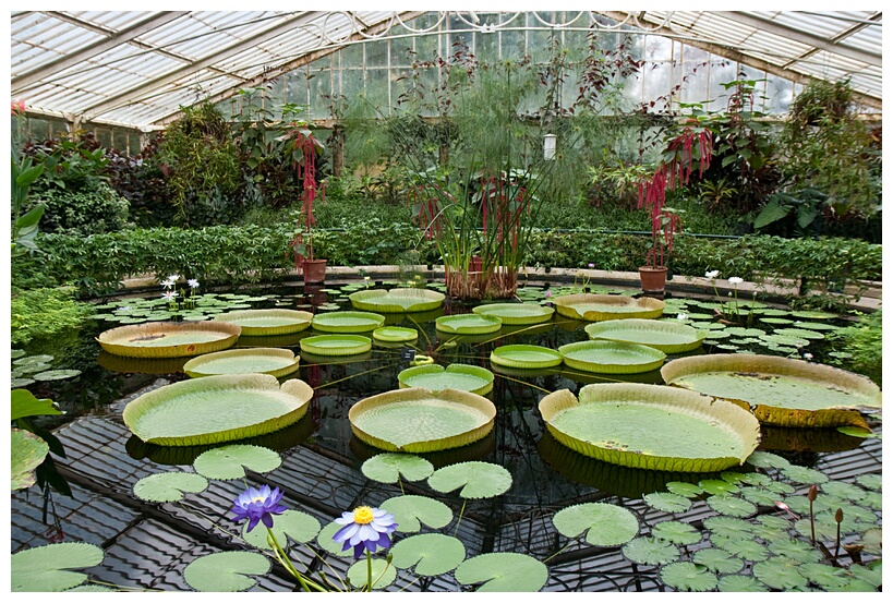 Waterlily House