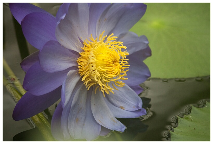 Nymphaea Kew's Stowaway Blues