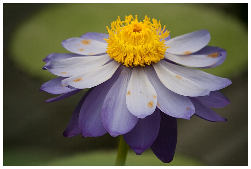 Water Lily