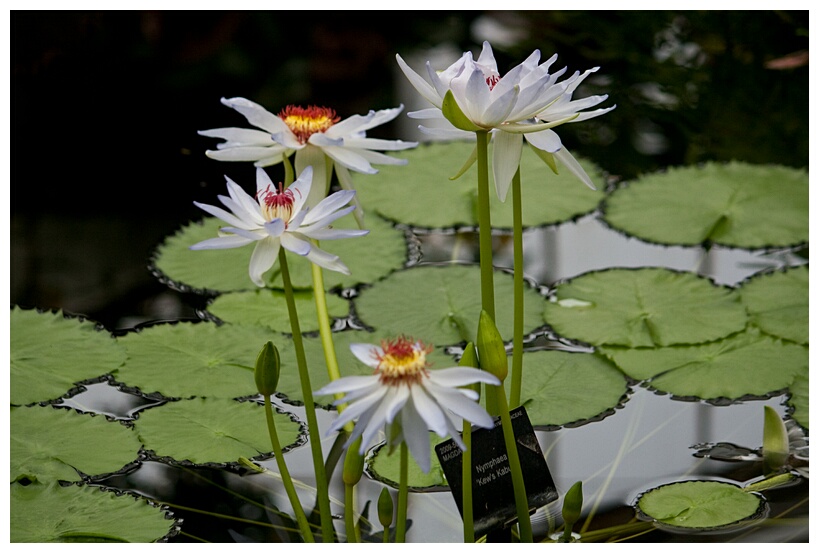 Nymphaea Kew's Kabuki