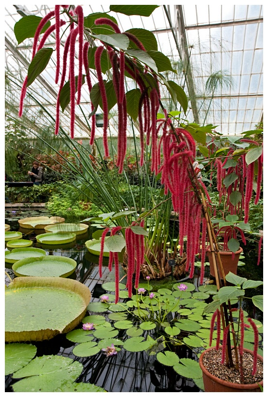 Chenille Plant