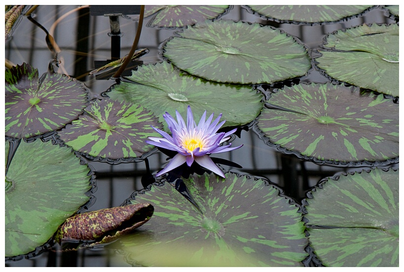 Water Lily