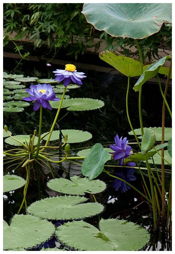 Water Lilies