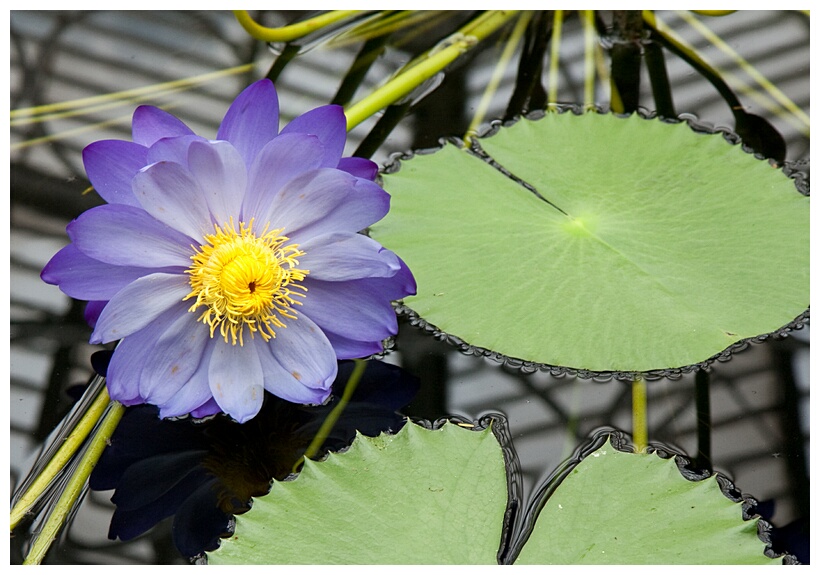 Water Lily