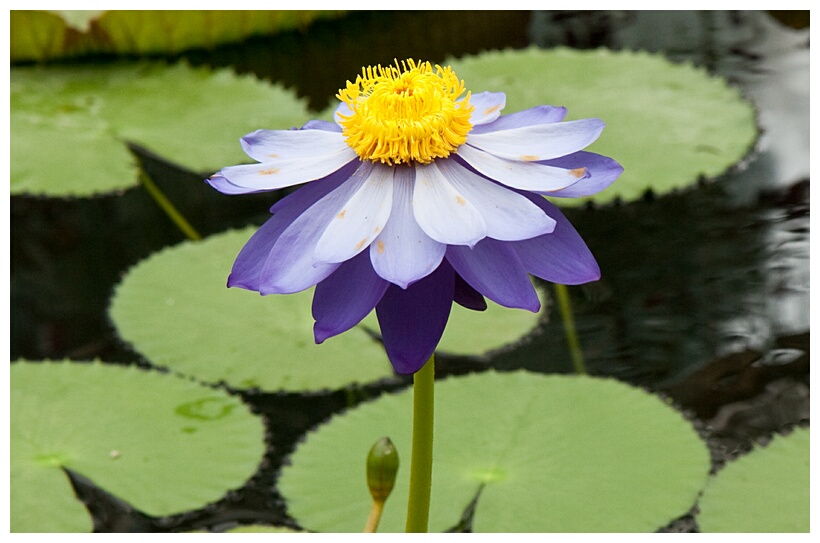 Water Lily