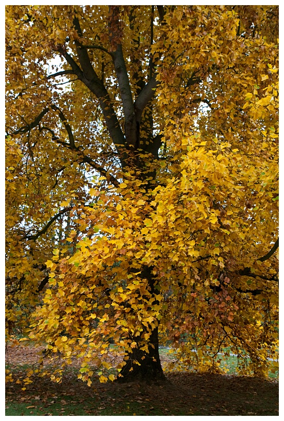 Tulip Tree