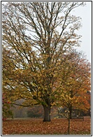 Kew Gardens