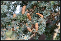 Atlas Cedar
