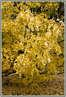Locust Tree