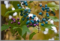 Berries