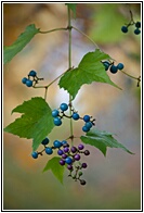 Berries