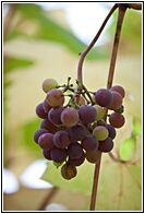 Grapes