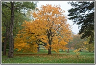 English Oak