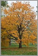 Yellow Wood