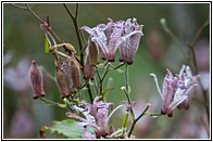 Japanese Lily