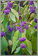 Beautiful Berries