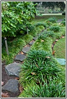 Japanese Garden