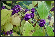 Callicarpa Bodinieri