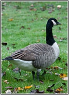 Canada Goose