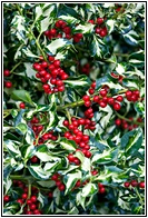 Holly Plant