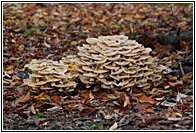 Honey Fungus
