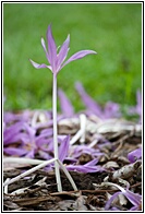 Colchicum