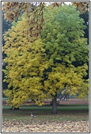 Black Walnut