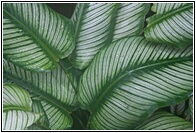 Tropical Plants