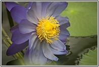 Nymphaea Kew's Stowaway Blues