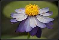 Water Lily