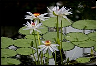 Nymphaea Kew's Kabuki