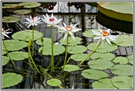 Nymphaea Kew's Kabuki