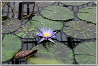 Water Lily