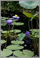 Water Lilies