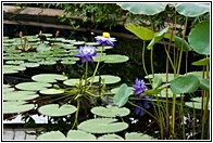 Waterlily House